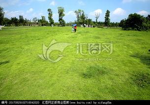 青青青草国产免费,国产影视的清新之作